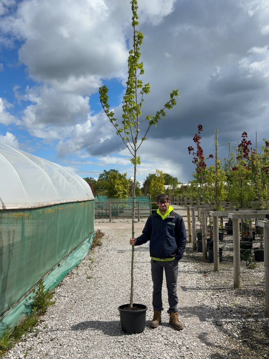 Acer × freemanii 'Autumn Blaze' standard