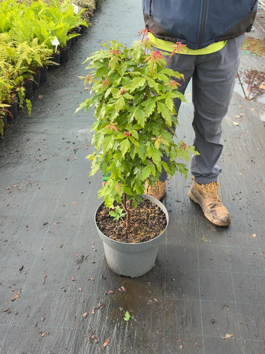 Acer griseum, paperbark maple, 12L pot