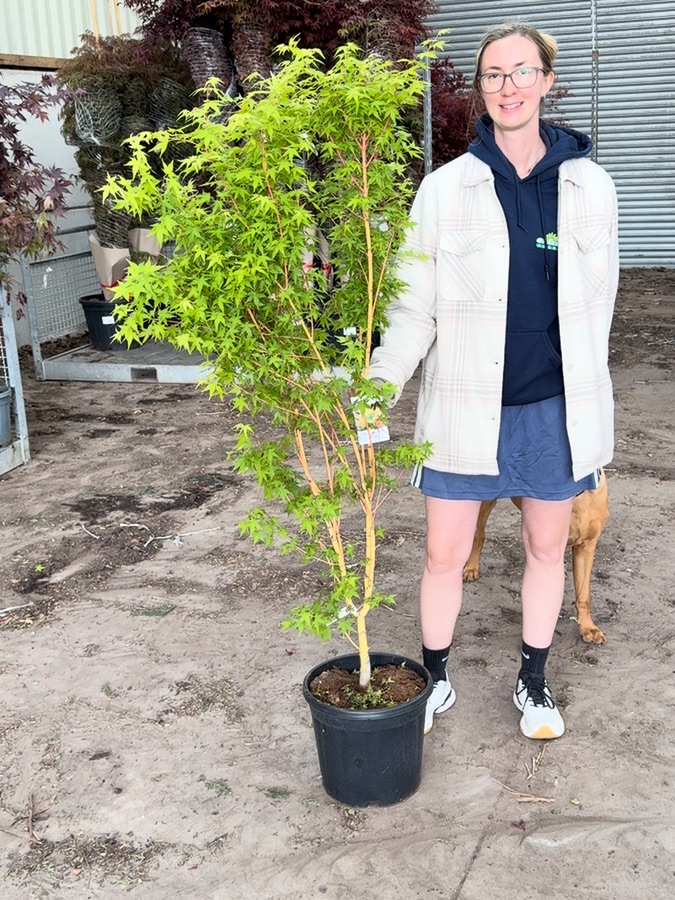Acer palmatum Bi Hoo, 15L pot
