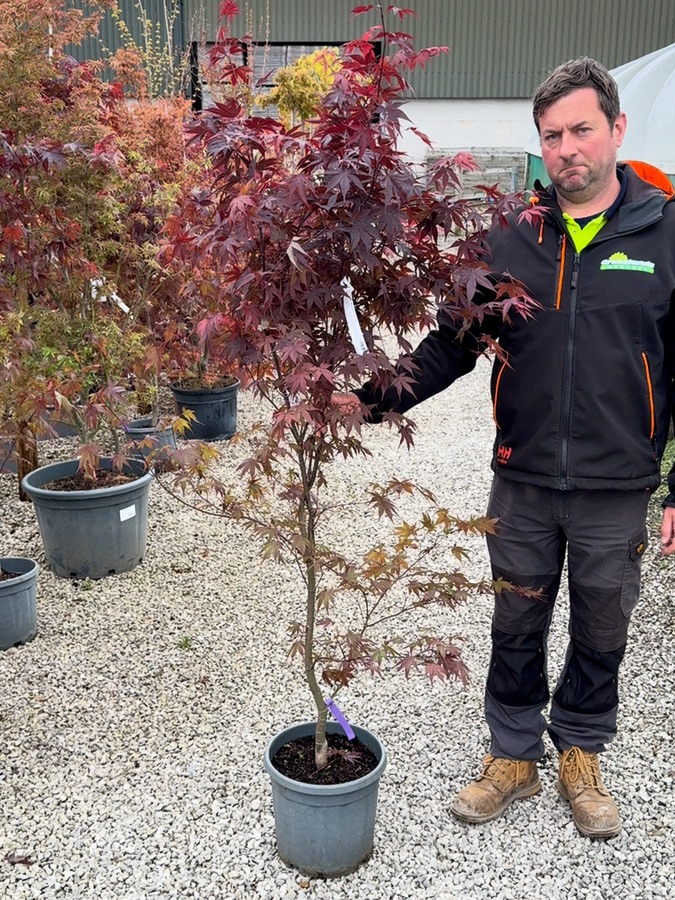 Acer palmatum Bloodgood, 15L pot