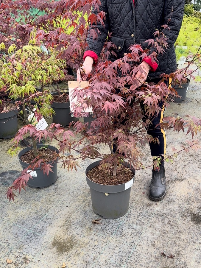 Acer palmatum Atropurpurea, 100-125cm
