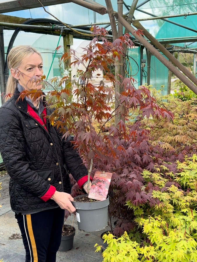 Acer palmatum Atropurpurea, 40-60cm small pot