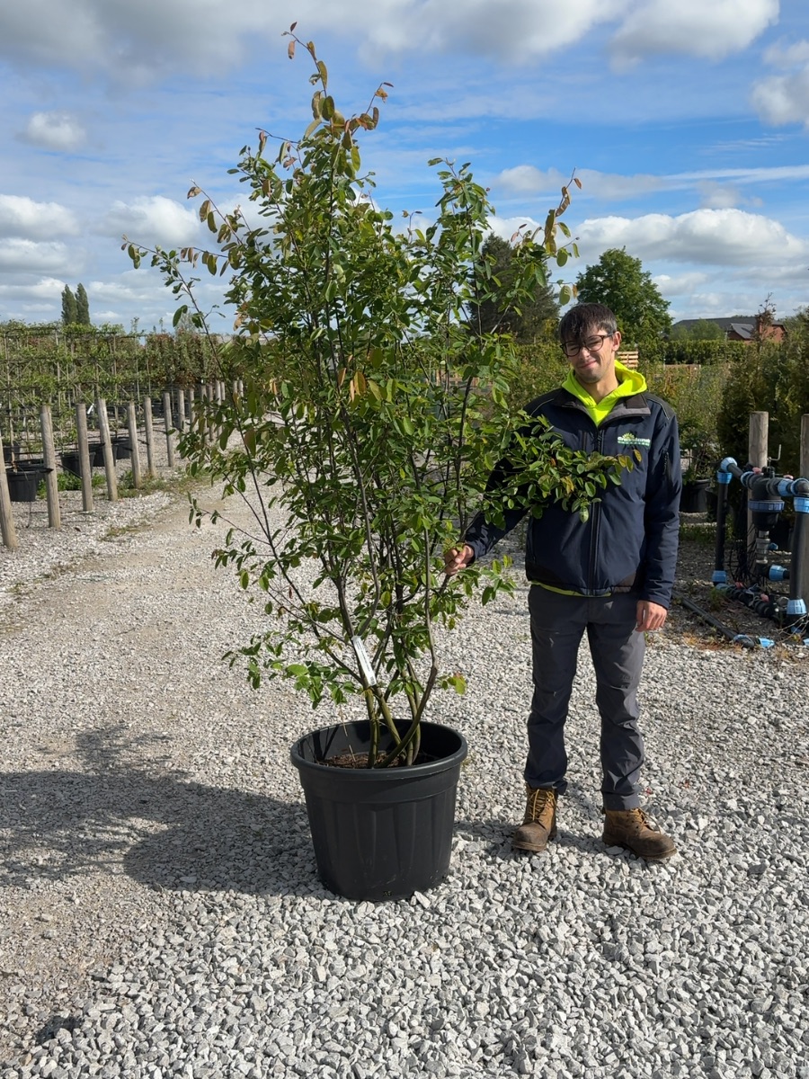 Amelanchier Lamarckii multi-stem