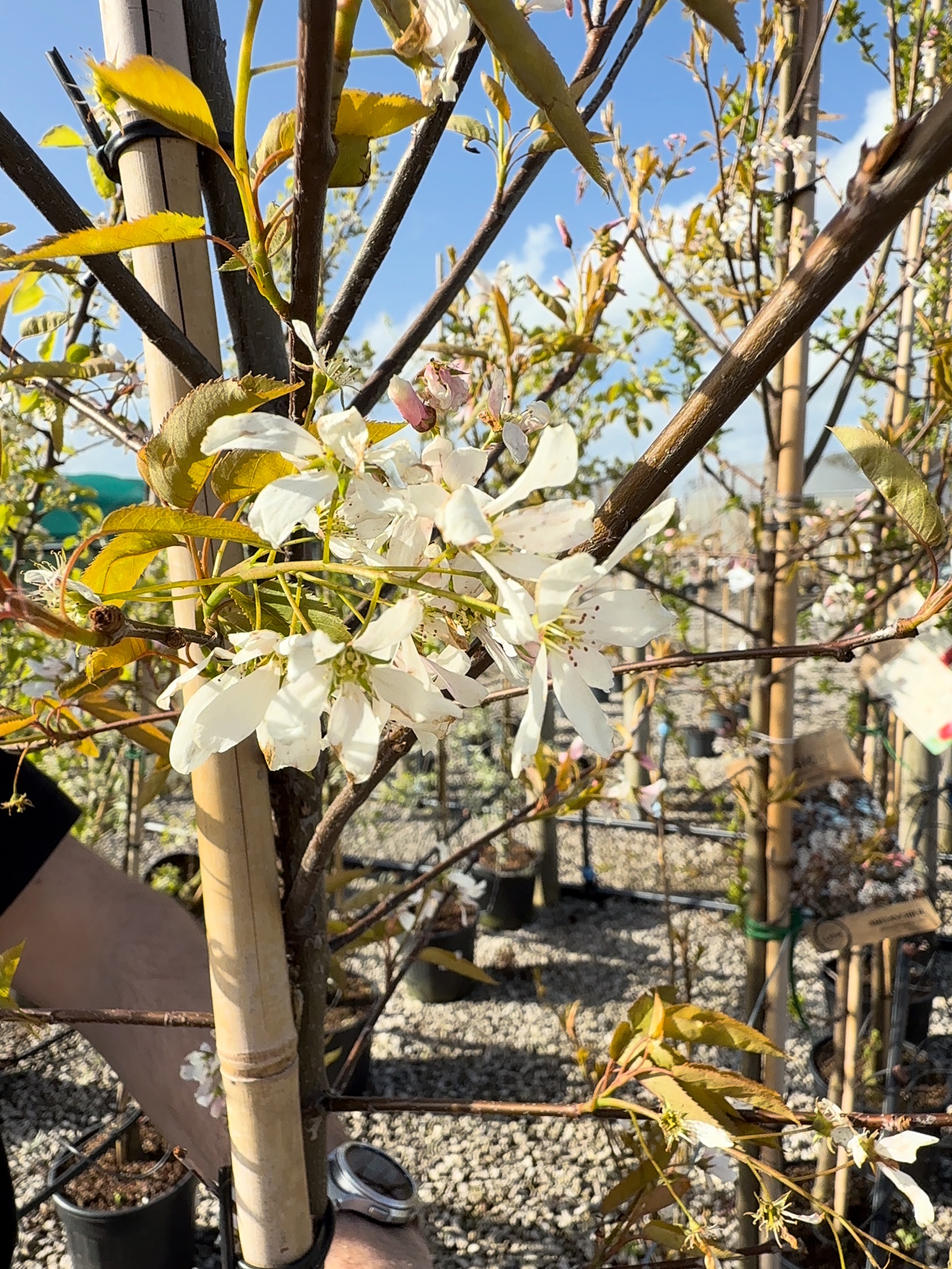 Amelanchier arborea 'Robin Hill', 250-300cm