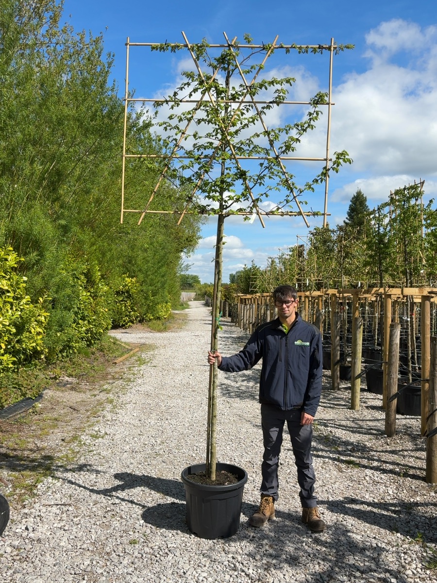 Pleached hornbeam, 200cm tall stem