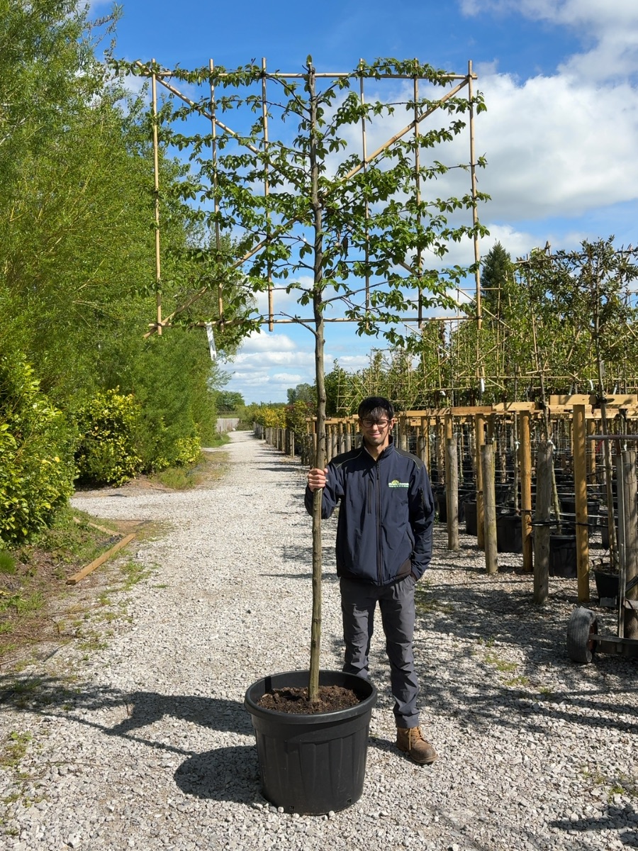 Pleached hornbeam, 180cm stem, 150x120cm frame