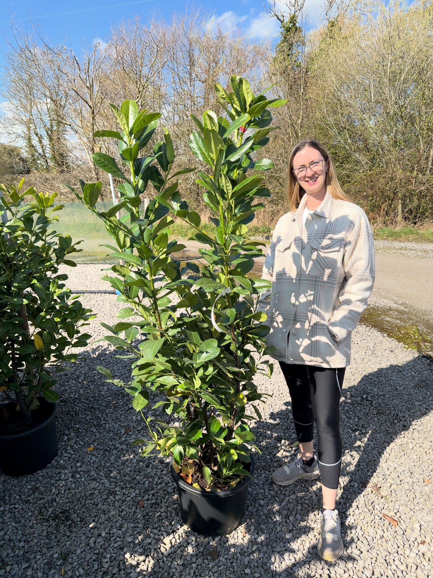 Cherry laurel hedging, 150-175cm root-balled