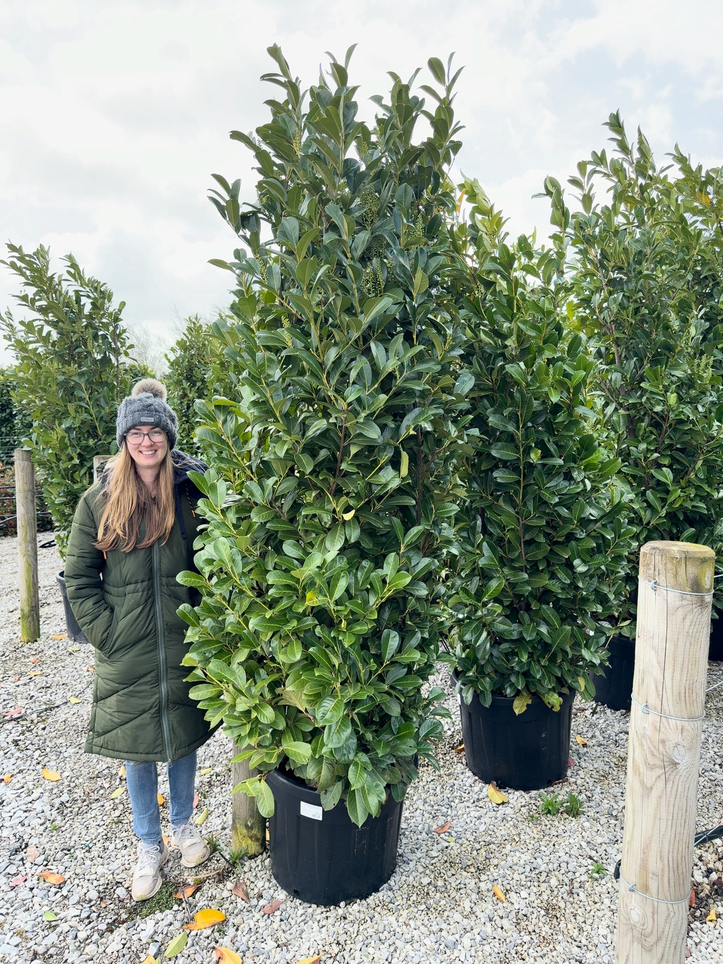 Cherry laurel super-size, 225-250cm