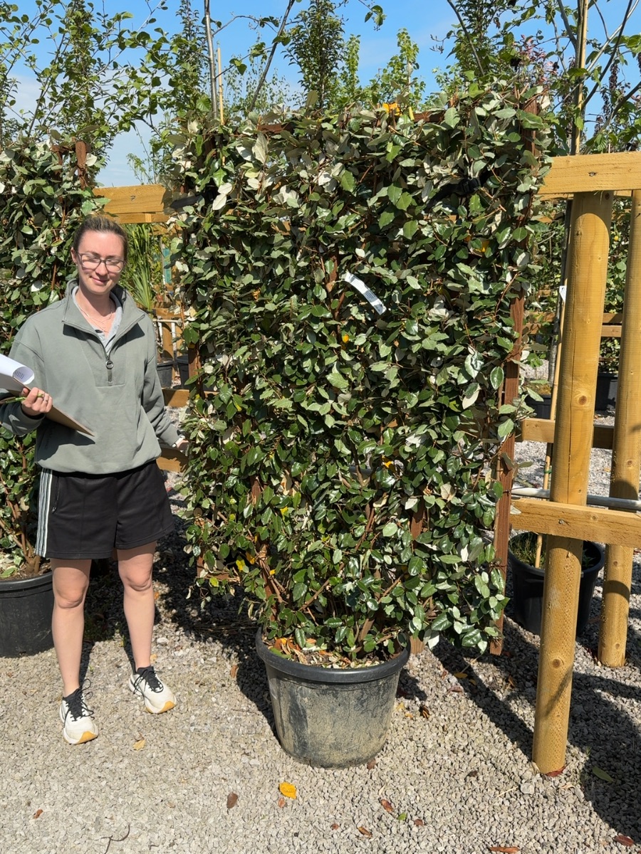 Pleached Elaeagnus on wall frame