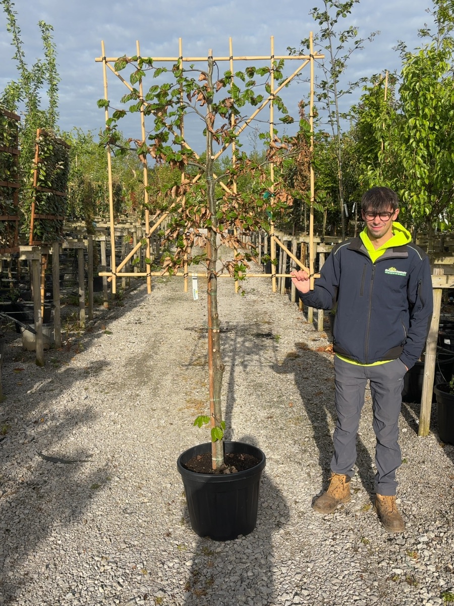 Pleached beech