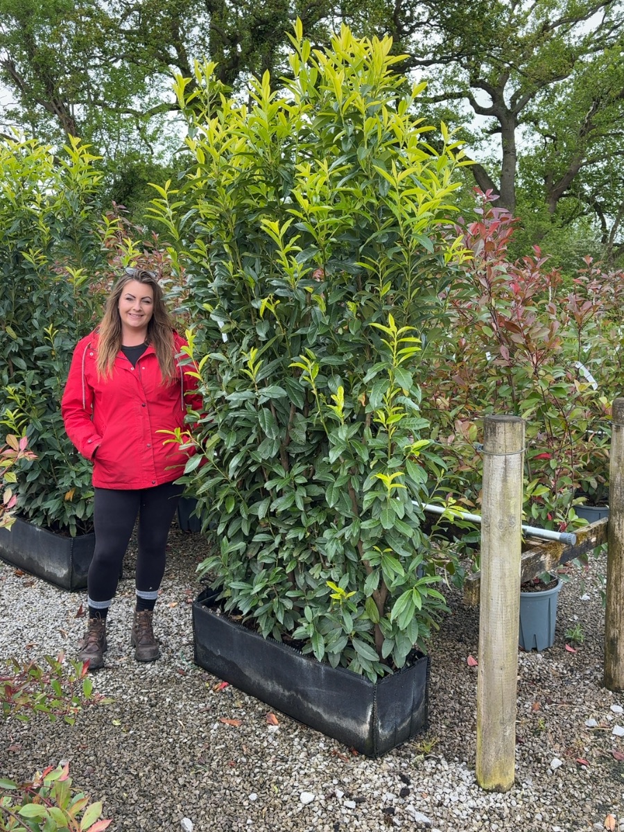 Cherry laurel 'Genolia' instant hedge