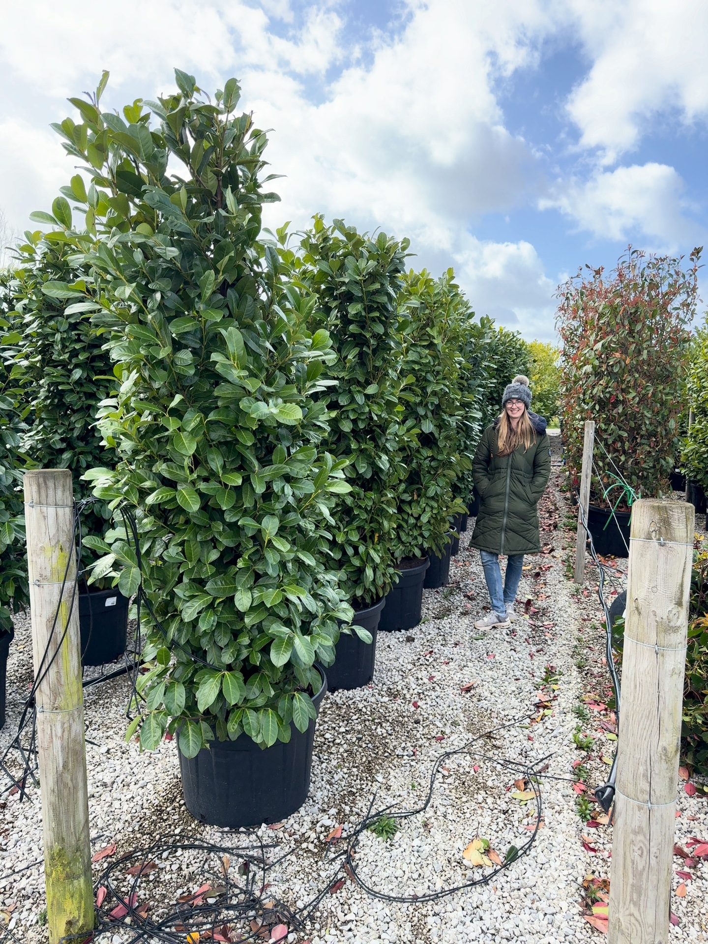 Cherry laurel instant screen, 210-225cm