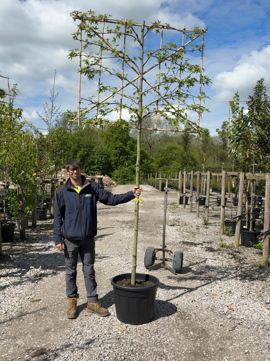 Pleached Liquidambar Worplesdon