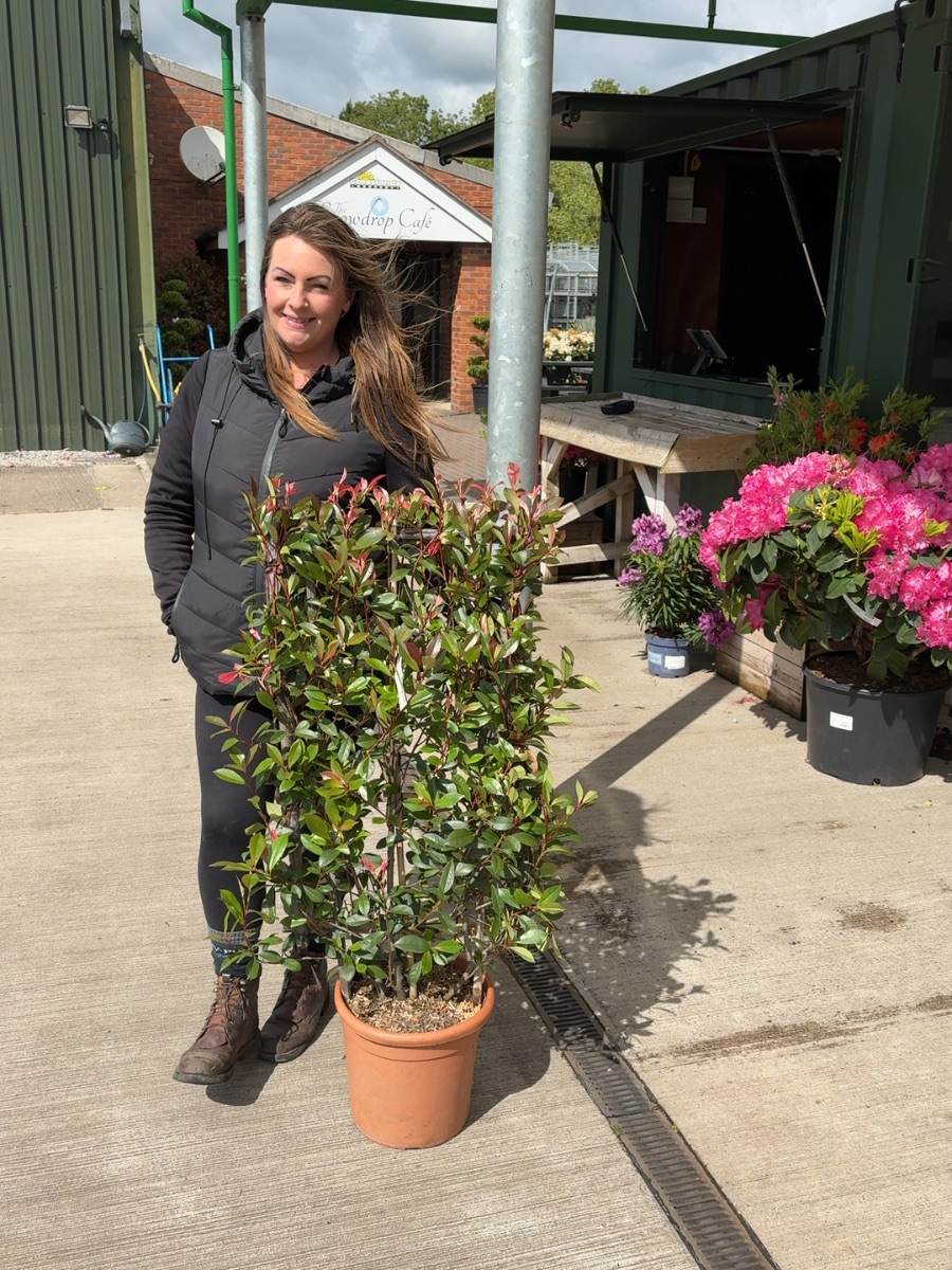 Pleached Photinia Carre Rouge, wall frame