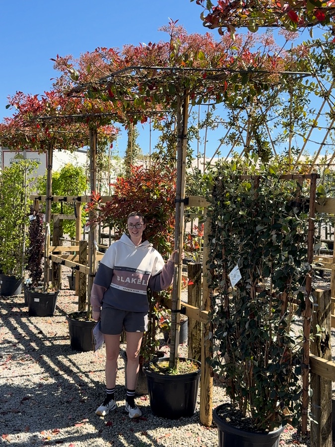 Pleached Photinia Red Robin, roof-top form, 240cm stem
