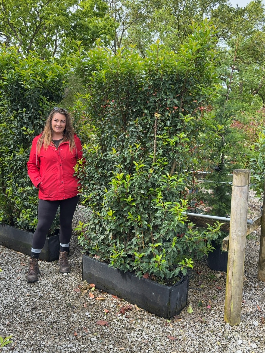 Portuguese laurel 'Brenelia' instant hedge unit, 1.8m
