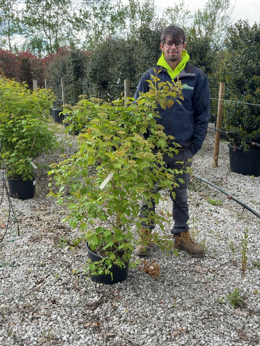 Guelder rose 'Compactum', 100-125cm