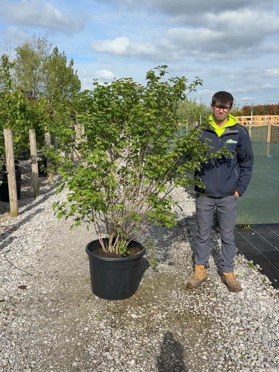 Guelder rose multi-stem, 175-200cm